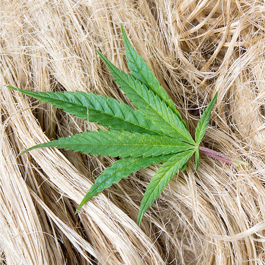 Natural hemp fiber and leaf for sustainable kids' clothing textiles