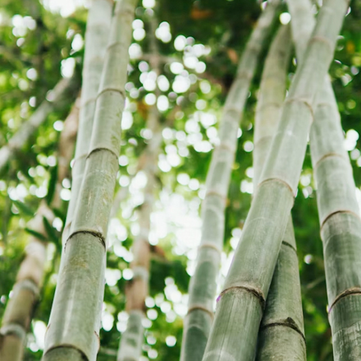 Sustainable bamboo fabric source: organic bamboo forest